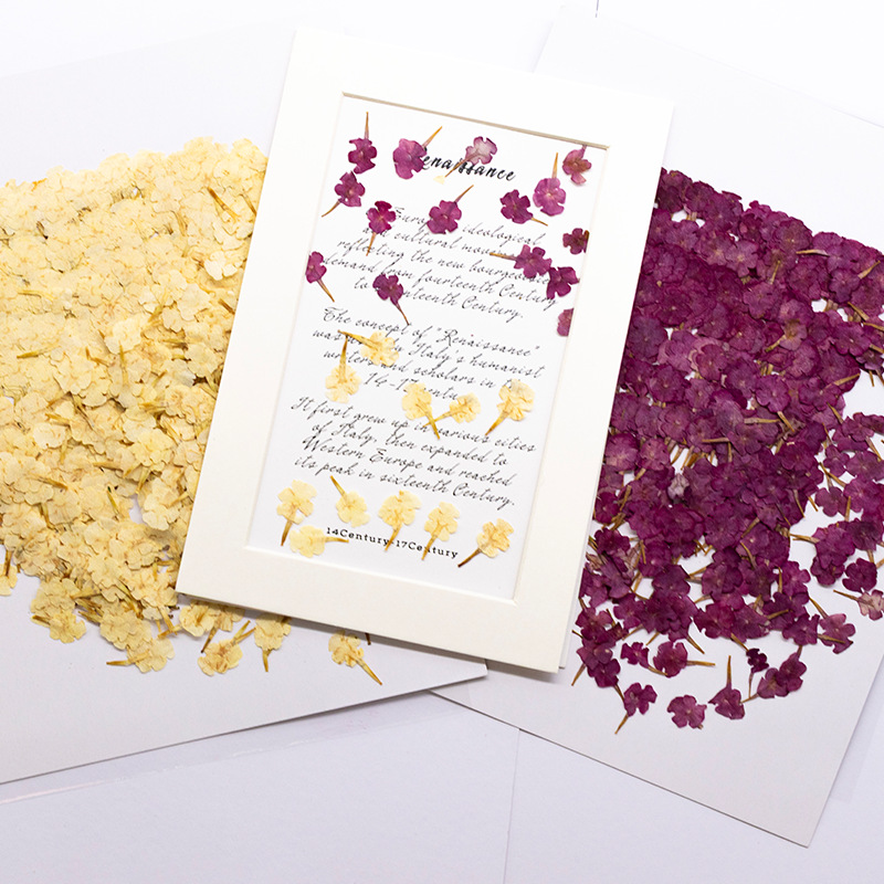 Dried Flower Bookmark - 60個の天然植物標本、小さな花、5色の梅の押し花、ドライフラワー、DIY樹脂製電話ケース植物標本、ブックマーク、ドライフラワー装飾材料パック