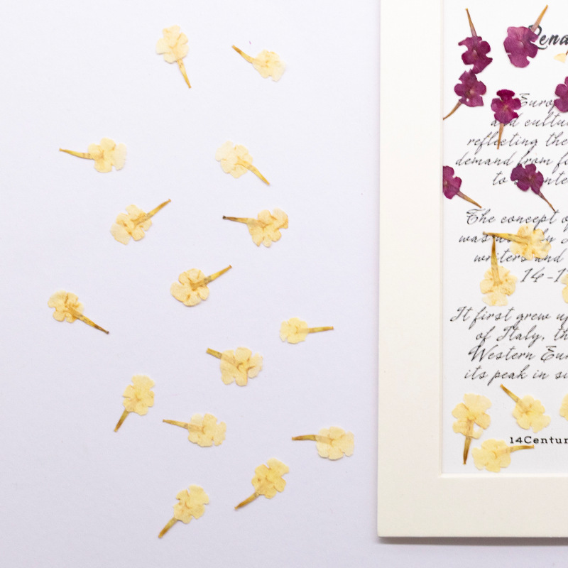 60個の天然植物標本、小さな花、5色の梅の押し花、ドライフラ - Dried Flower Bookmark のレビューと価格
