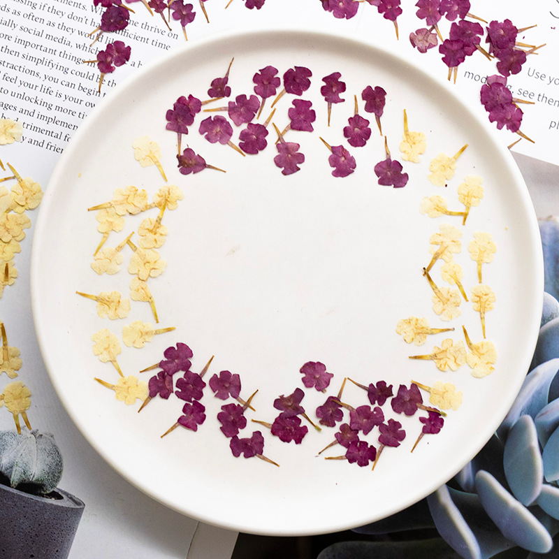 60個の天然植物標本、小さな花、5色の梅の押し花、ドライフラ - Dried Flower Bookmark のレビューと価格