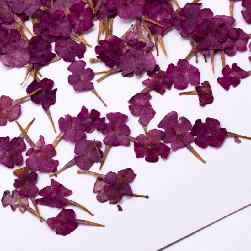 60個の天然植物標本、小さな花、5色の梅の押し花、ドライフラ - Dried Flower Bookmark のレビューと価格